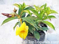 allamanda