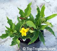 allamanda