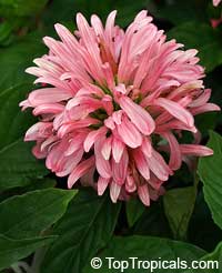 Justicia carnea Radiant
