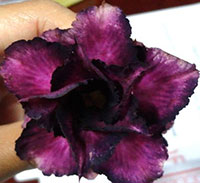 Adenium Black Purple, Grafted

Click to see full-size image