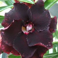 Adenium Black Widow (Black Window), Grafted

Click to see full-size image