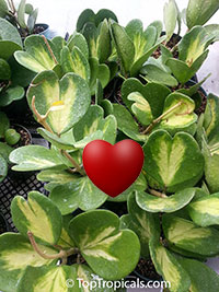 Hoya kerrii - Sweetheart, Valentine Hoya, variegated

Click to see full-size image