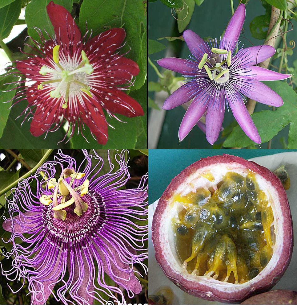Passiflora Passion Collection 4 plants for price of 2Click to see