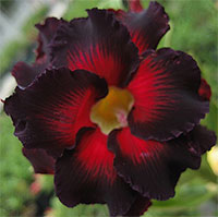 Adenium Black Border, Grafted

Click to see full-size image