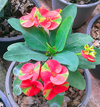 Euphorbia millii - Maha Sedthee (Sab Jaren suk)

Click to see full-size image