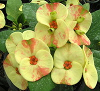 Euphorbia millii - Nam Chok

Click to see full-size image