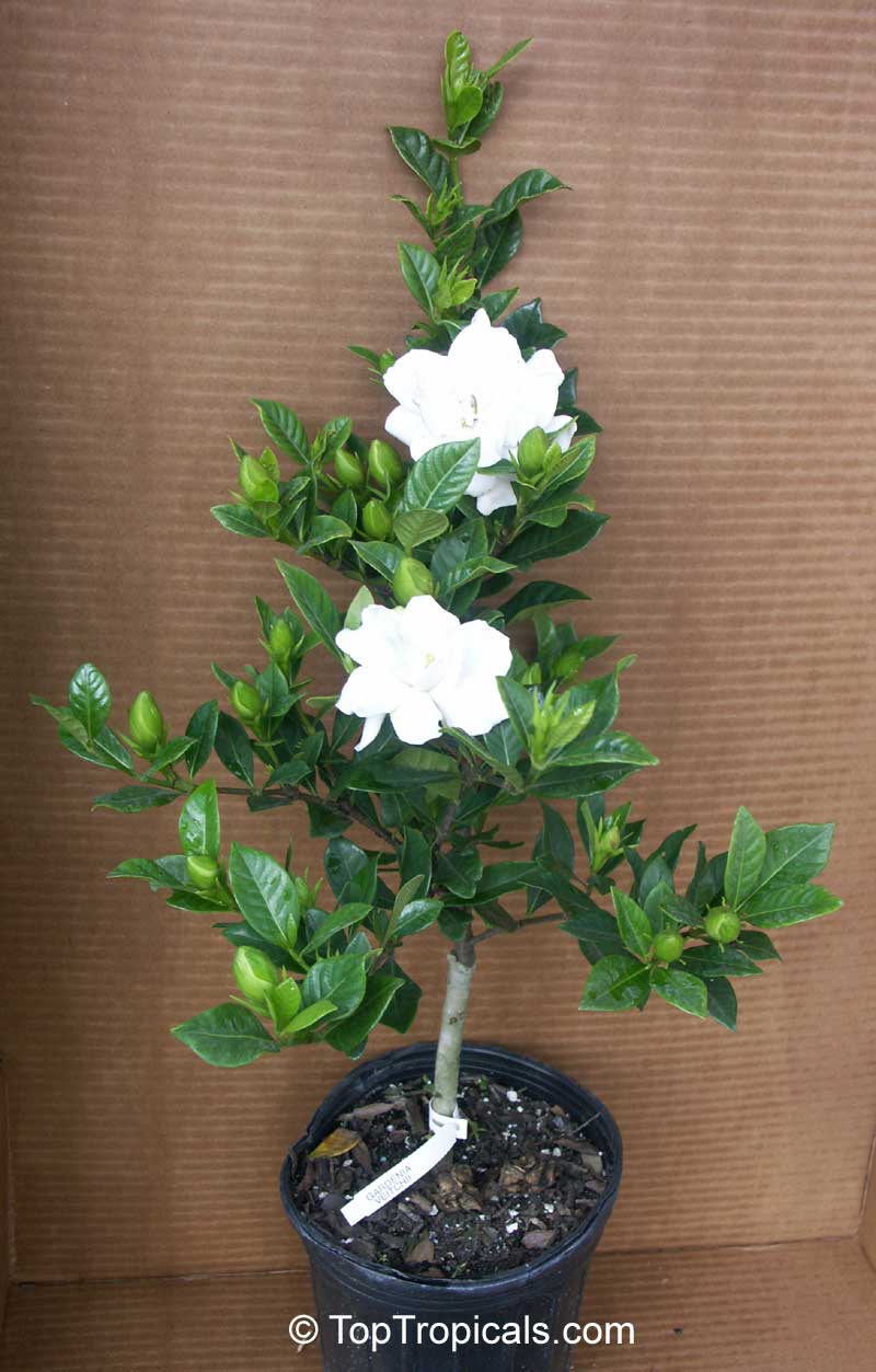 Gardenia augusta, Gardenia