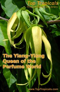 The Ylang-Ylang - Queen of the Perfume World - book - PDF file download 

Click to see full-size image