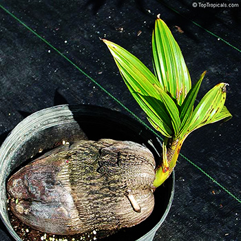 Strela. Банкноты и монеты - путешествие по свету!