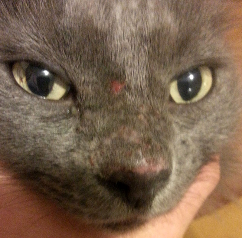 Ringworm On Cats Nose
