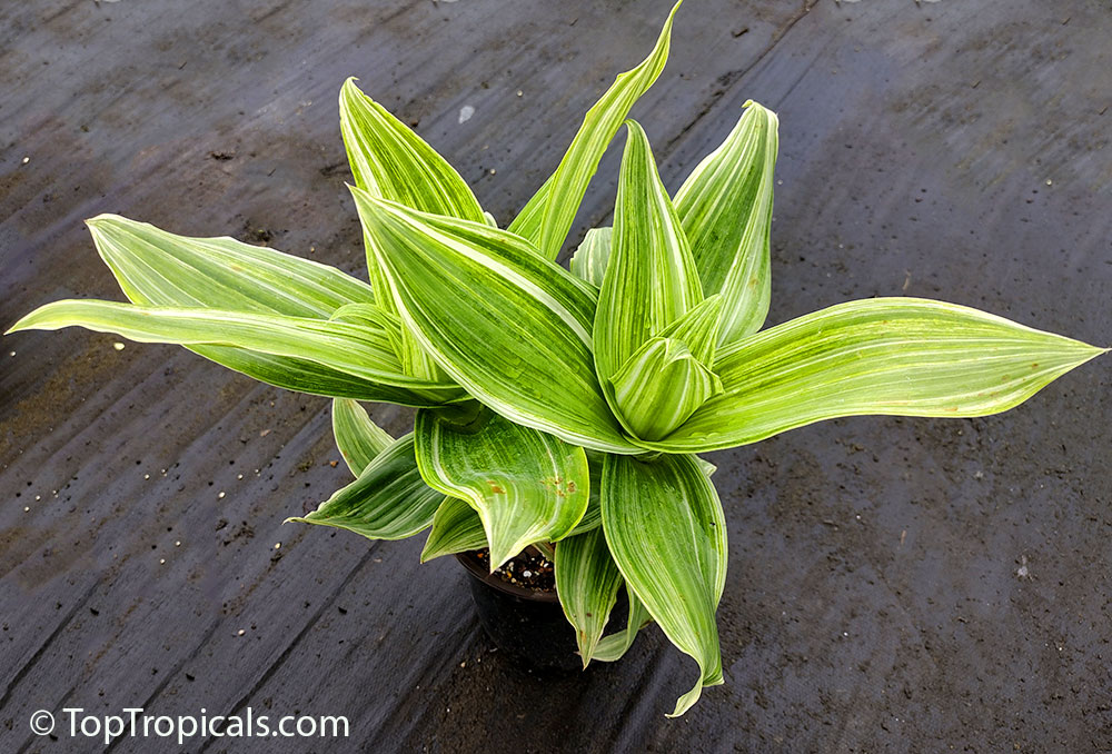 Callisia fragrans x soconuscensis Melnikoff - Variegated Golden Tendril