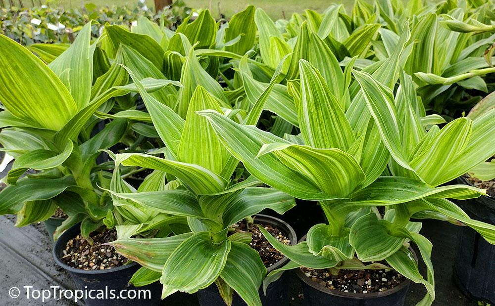 Callisia fragrans x soconuscensis Melnikoff - Variegated Golden Tendril