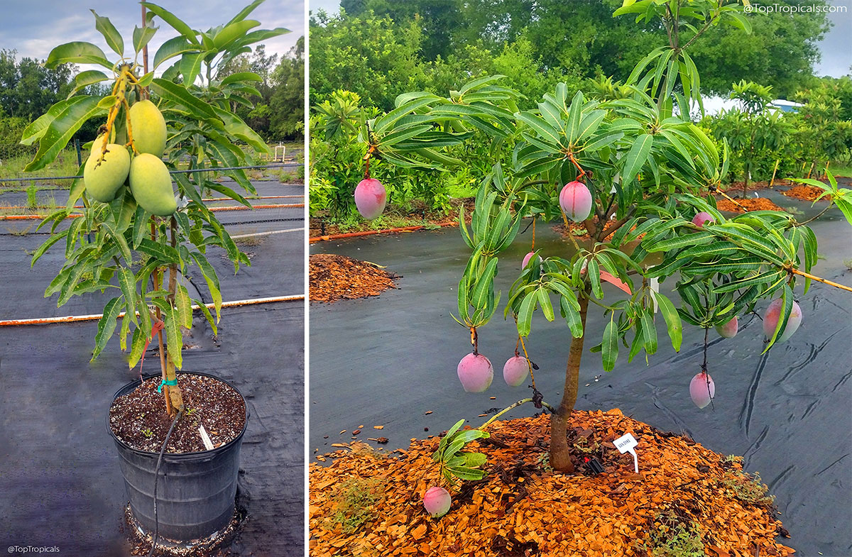 Comparison of Mango trees growing in container and in ground at Top   Tropicals nursery - potted tree with large green fruit and in-ground tree   with ripe purple fruit ready for   harvest