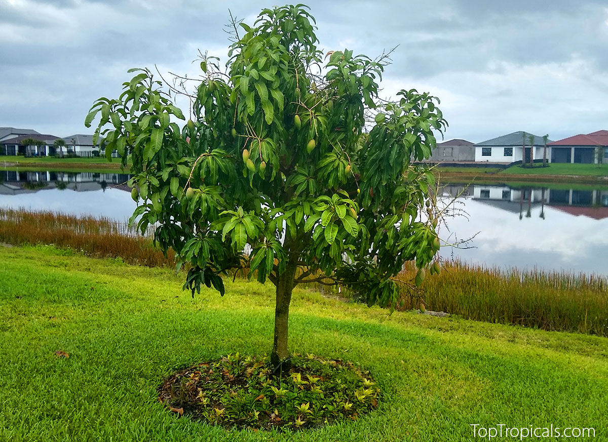Mango tree growing by a lake in a Florida backyard, healthy green 
foliage and young fruit developing on 
branches