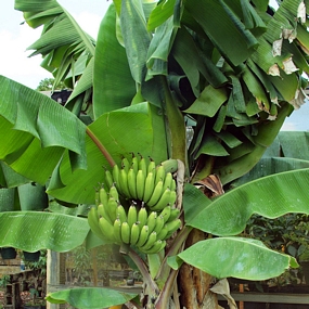 Banana, Musa hybrids
