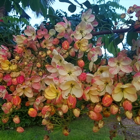 Cassia javanica, Apple Blossom Tree