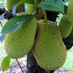 Jackfruit (Jakfruit, Artocarpus sp.) is the biggest tree-grown fruit in the world!