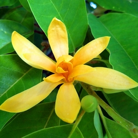 Magnolia champaca, Tropical magnolia