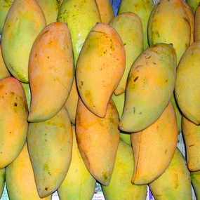 Mango tree, Mangifera indica