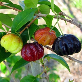 Eugenia uniflora, Black Surinam Cherry