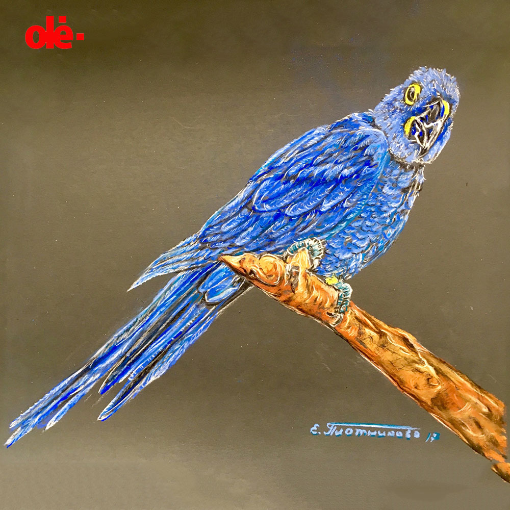 Bluebird of Amazon