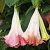 Capsicum frutescens, Wiri Wiri Pepper - seeds