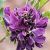 Mundulea sericea - Silver Bush, Cork Bush
