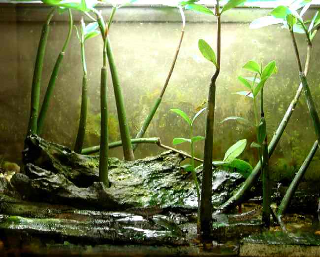 How to Grow Mangroves in Freshwater 