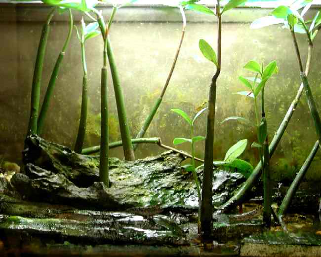 how to grow mangroves in freshwater 