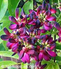 Millettia reticulata, Evergreen Wisteria, Summer Wisteria
