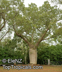 Adansonia gregorii, Boab, Baobab, Australian Bottle Tree

Click to see full-size image
