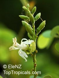 Bauhinia rufescens, Adenolobus rufescens, Bauhinia adansoniana, Kharoub, Kulkul, Nammare, Jiga, Randa

Click to see full-size image