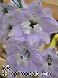 Delphinium sp., Larkspur, Knight's Spur

Click to see full-size image