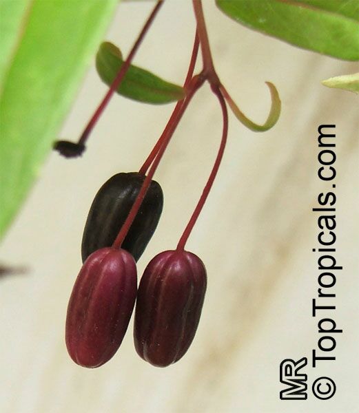 Fuchsia regia, Climbing Fuchsia. Fuchsia regia fruits