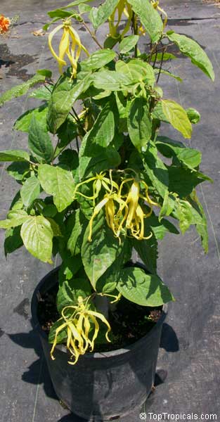 Cananga fruticosa, Cananga odorata var. Fruticosa, Cananga kirkii, Dwarf Ylang-Ylang, Dwarf Chanel #5 Tree. Blooming plant in 3 gal pot