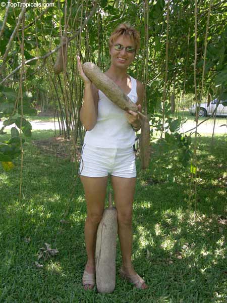 Kigelia pinnata, Kigelia africana, Sausage Tree
