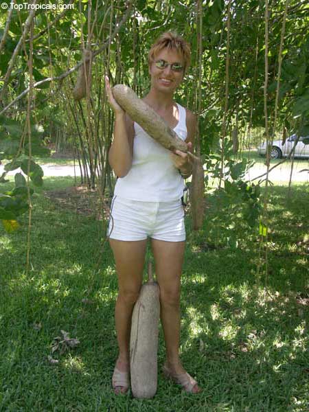 ~Sausage Tree~ Kigelia Africana Rare Tropical Tree Live Sml Potd Plant