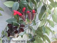 Aeschynanthus radicans, Lipstick Plant

Click to see full-size image