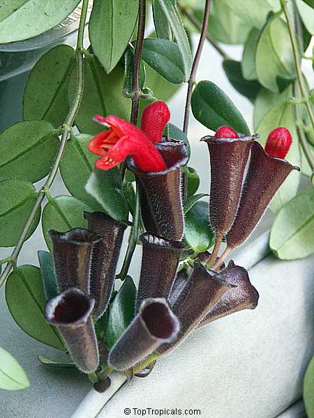 Aeschynanthus radicans, Lipstick Plant. Aeschynanthus radicans 'Crispa'