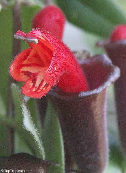 Aeschynanthus radicans, Lipstick Plant. Aeschynanthus radicans 'Crispa'