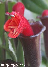 Aeschynanthus radicans, Lipstick Plant

Click to see full-size image