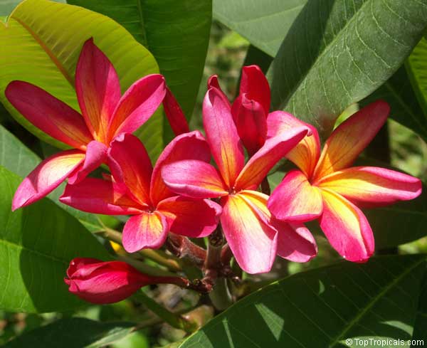 Plumeria sp., Plumeria