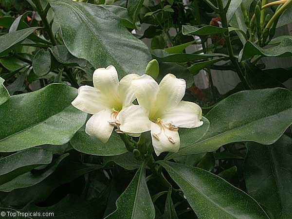 Fagraea ceilanica , Perfume Flower Tree, Pua Keni Keni, Trai Tichlan, Lau binh, Gia
