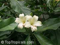 Fagraea ceilanica , Perfume Flower Tree, Pua Keni Keni, Trai Tichlan, Lau binh, Gia

Click to see full-size image
