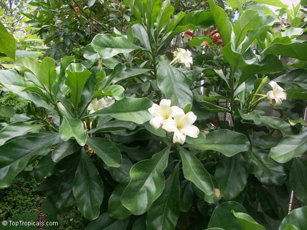Fagraea ceilanica , Perfume Flower Tree, Pua Keni Keni, Trai Tichlan, Lau binh, Gia