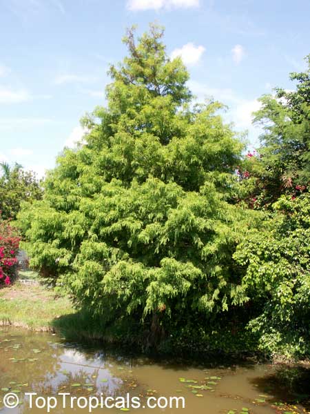 Taxodium mucronatum, Taxodium mexicanum, Cuprespinnata mexicana, Montezuma Baldcypress, Mexican Cypress, Tree of Tule