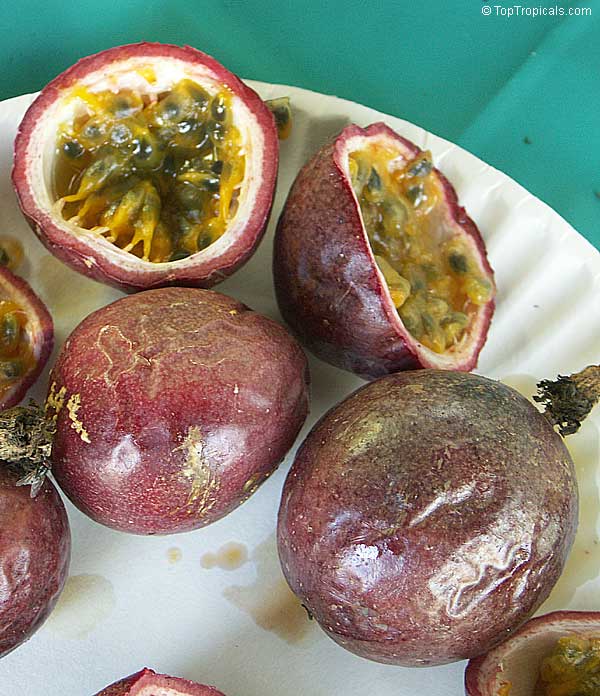 Passiflora edulis, Passion Fruit, Parcha, Maracuya, Granadilla