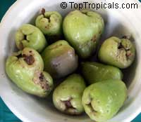 Syzygium samarangense Tun Klao - Wax Jamboo, green fruit

Click to see full-size image