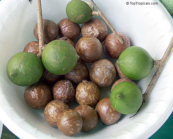 Macadamia Nut var. Dana White (Macadamia integrifolia), air-layered