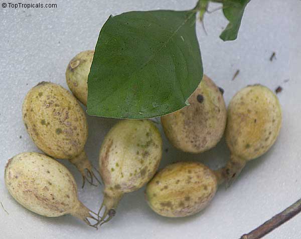 Randia formosa, Mussaenda formosa, Randia mussaenda, Rosenbergiodendron formosum, Blackberry Jam Fruit, Jasmin de rosa